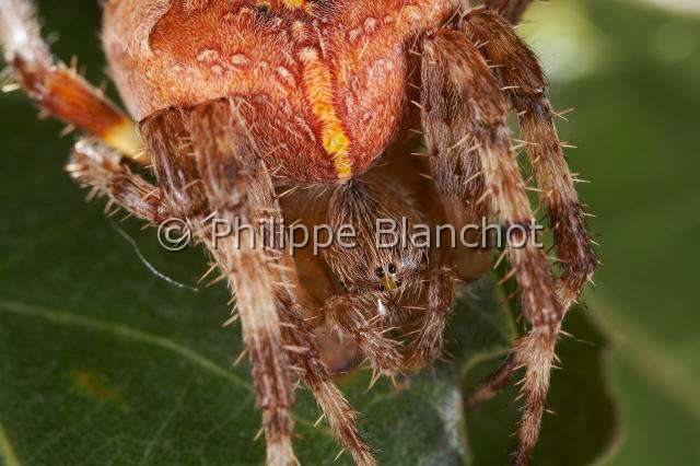 Araneidae_5067.JPG - France, Araneae, Araneidae, Epeire diadème, Araignée des jardins, Araignée porte-croix (Araneus diadematus), femelle, European garden spider