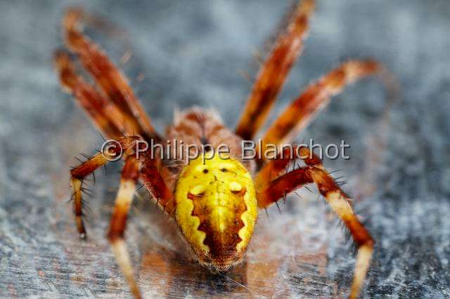 Araneidae_5160.JPG - France, Pyrénées-Atlantiques (64), Araneae, Araneidae, Araignée, Epeire carrée ou Epeire à quatre points (Araneus quadratus), gros plan de l'abdomen du mâle, Four spot orb weaver