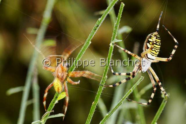 Araneidae_5194.JPG - France, Morbihan (56), Araneae, Araneidae, mâle d'épeire carrée (Araneus quadratus) s'approchant imprudemment d'une femelle d'Argiope frelon ou Epeire fasciée (Argiope bruennichi), Four spot orb weaver (Araneus quadratus)unwisely male approaching a Wasp spider female