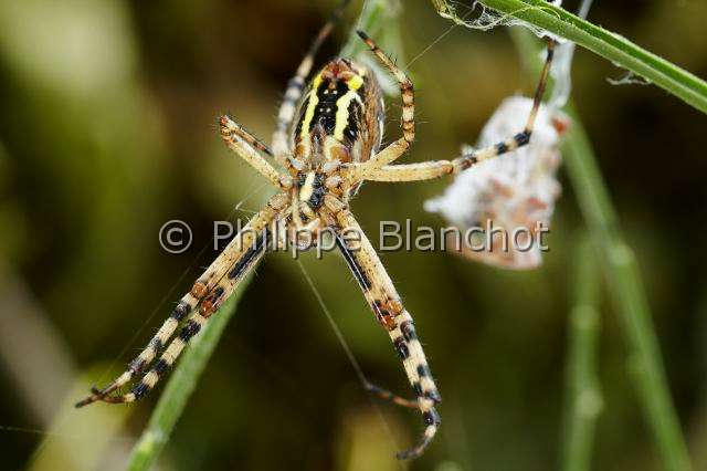 Araneidae_5224.JPG - France, Morbihan (56), Araneae, Araneidae, Argiope frelon ou Epeire fasciée (Argiope bruennichi), femelle et sa proie emmaillotée, mâle d'épeire carrée (Araneus quadratus)Wasp spider