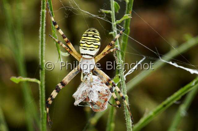 Araneidae_5227.JPG - France, Morbihan (56), Araneae, Araneidae, Argiope frelon ou Epeire fasciée (Argiope bruennichi), femelle emmaillotant sa proie, mâle d'épeire carrée (Araneus quadratus)Wasp spider, female swaddling its prey, male of Four spot Orbweaver