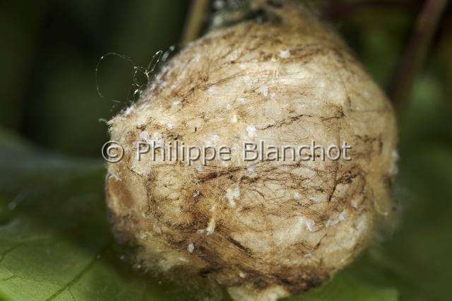Araneidae_5233.JPG - France, Araneae, Araneidae, Araignée, Argiope frelon ou Epeire fasciée (Argiope bruennichi), cocon, Wasp spider