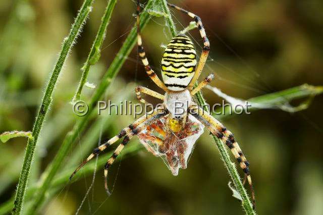 Araneidae_5236.JPG - France, Morbihan (56), Araneae, Araneidae, Argiope frelon ou Epeire fasciée (Argiope bruennichi), femelle emmaillotant sa proie, mâle d'épeire carrée (Araneus quadratus)Wasp spider, female swaddling its prey, male of Four spot Orbweaver