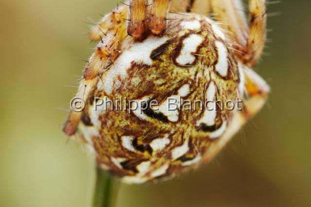 Araneidae_5274.JPG - France, Morbihan (56), Araneae, Araneidae, Araignée, Epeire adiante ou Epeire fougère (Neoscona adianta), gros plan de l'abdomen, Orb Weaver Spider, Closeup of abdomen