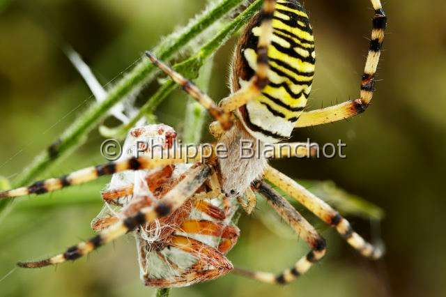 Araneidae_5279.JPG - France, Morbihan (56), Araneae, Araneidae, Argiope frelon ou Epeire fasciée (Argiope bruennichi), femelle emmaillotant sa proie, mâle d'épeire carrée (Araneus quadratus)Wasp spider, female swaddling its prey, male of Four spot Orbweaver