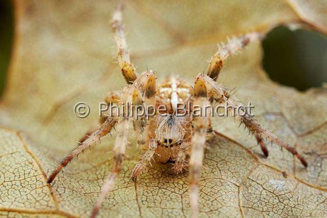 Araneidae_5306.JPG - France, Morbihan (56), Araneae, Araneidae, Epeire diadème, Araignée des jardins, Araignée porte-croix (Araneus diadematus) vue de face, European garden spider, front view