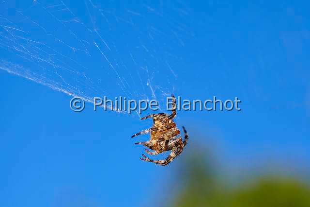 Araneidae_5317.JPG - France, Morbihan (56), Araneae, Araneidae, Epeire diadème, Araignée des jardins, Araignée porte-croix (Araneus diadematus) sur sa toile, European garden spider on its web,