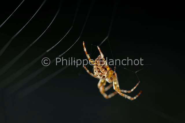 Araneidae_5348.JPG - France, Morbihan (56), Araneae, Araneidae, Epeire diadème, Araignée des jardins, Araignée porte-croix (Araneus diadematus) sur sa toile, European garden spider
