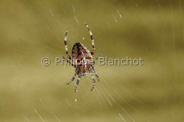 Araneidae_5362.JPG - France, Morbihan (56), Araneae, Araneidae, Epeire diadème, Araignée des jardins, Araignée porte-croix (Araneus diadematus) sur sa toile, European garden spider