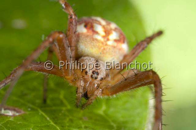 Araneidae_5397.JPG - France, Morbihan (56), Araneae, Araneidae, Araignée, Epeire adiante ou Epeire fougère (Neoscona adianta), Orb Weaver Spider