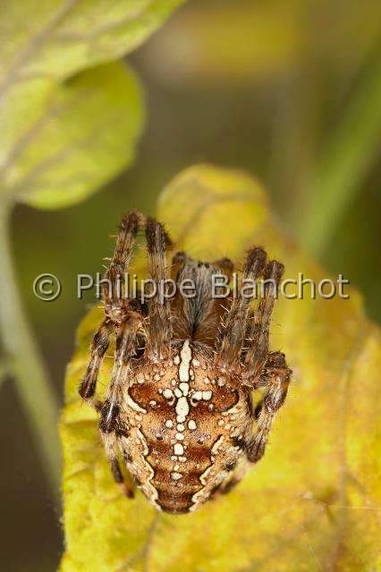 Araneidae_5466.JPG - France, Morbihan (56), Araneae, Araneidae, Epeire diadème, Araignée des jardins, Araignée porte-croix (Araneus diadematus) sur sa toile, European garden spider