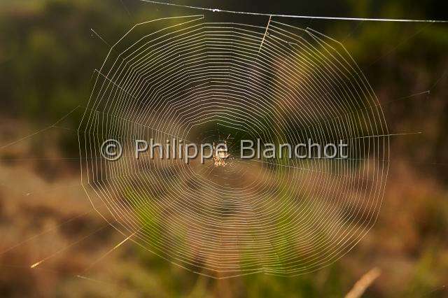 Araneidae_5483.JPG - France, Morbihan (56), Araneae, Araneidae, Epeire diadème, Araignée des jardins, Araignée porte-croix (Araneus diadematus),  Toile géométrique ou orbiculaire, European garden spider, Spiral orb web