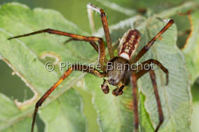 Araneidae_5624.JPG - France, Araneae, Araneidae, Argiope frelon ou Epeire fasciée (Argiope bruennichi), mâle, Wasp spider