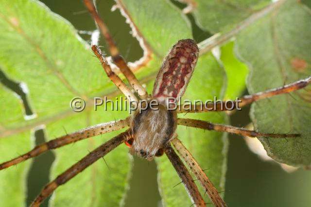 Araneidae_5630.JPG - France, Araneae, Araneidae, Argiope frelon ou Epeire fasciée (Argiope bruennichi), portrait du mâle, Wasp spider