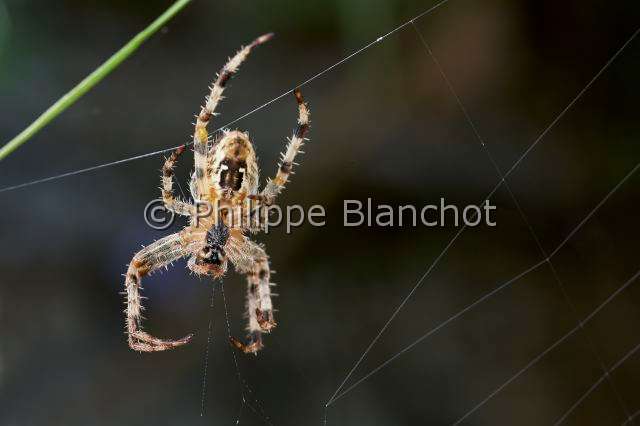 Araneidae_5800.JPG - France, Araneae, Araneidae, Epeire diadème, Araignée des jardins ou Araignée porte-croix (Araneus diadematus), face ventrale d'une femelle, sur sa toile, European garden spider, Diadem spider, Cross spider, or Cross orbweaver 