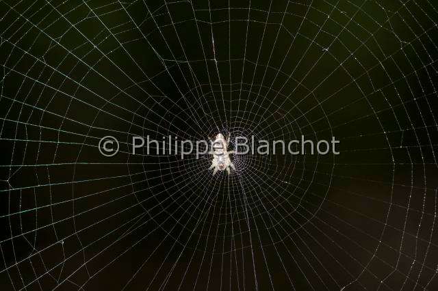Araneidae_5891.JPG - France, Araneae, Araneidae, Araignéee (Cyclosa conica), orb weaver