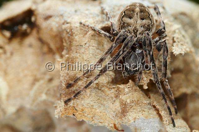 Araneidae_6012.JPG - France, Ain (01), Araneae, Araneidae, Araignée des fissures, Épeire des fissures ou Épeire nocturne (Nuctenea umbratica), Walnut Orb Weaver Spider