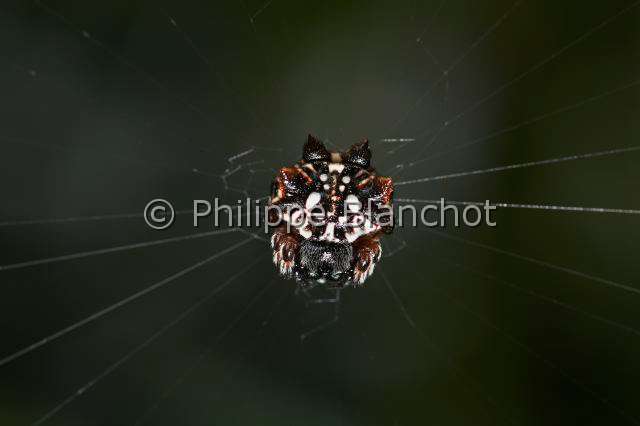 Araneidae_7100.JPG - Sri Lanka, Province du Sud, Région de Weligama, Ahangama, Araneae, Araneidae, Araignée Gastéracanthe (Gasteracantha mammosa) sur sa toile, Spiny Orbweaver on its web