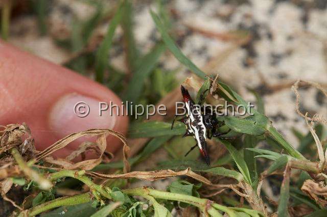 Araneidae_7174.JPG - Sri Lanka, Province du Sud, Région de Weligama, Ahangama, Araneae, Araneidae, Araignée Gastéracanthe (Gasteracantha geminata), Spiny Orbweaver