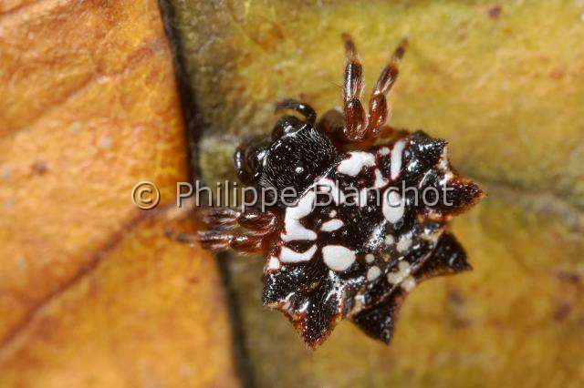 Araneidae_7440.JPG - Sri Lanka, Province du Sud, Région de Weligama, Ahangama, Araneae, Araneidae, Araignée Gastéracanthe (Gasteracantha mammosa), Spiny Orbweaver