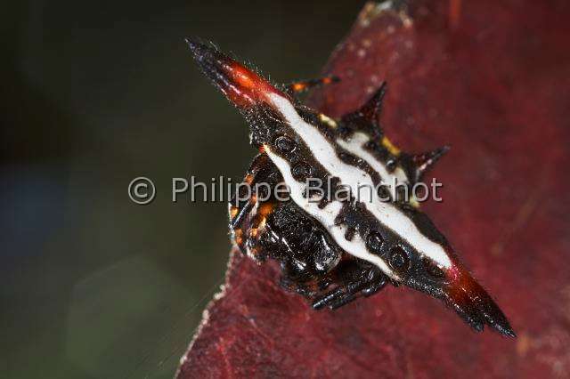 Araneidae_7503.JPG - Sri Lanka, Province du Sud, Région de Weligama, Ahangama, Araneae, Araneidae, Araignée Gasteracanthe (Gasteracantha geminata), Spiny Orbweaver