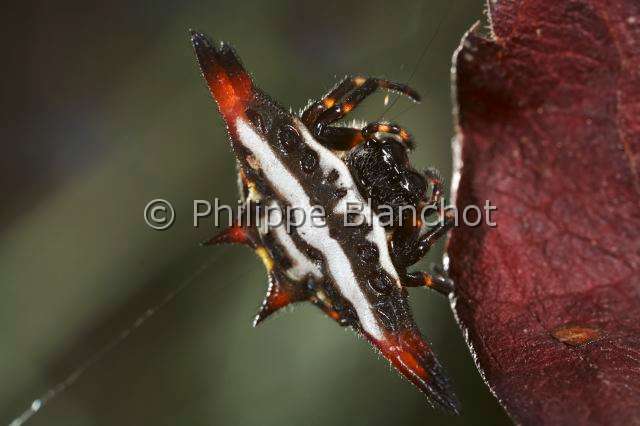Araneidae_7519.JPG - Sri Lanka, Province du Sud, Région de Weligama, Ahangama, Araneae, Araneidae, Araignée Gasteracanthe (Gasteracantha geminata), Spiny Orbweaver