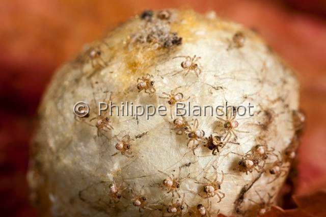Araneidae_7627.JPG - France, Araneae, Araneidae, Araignée, Argiope frelon ou Epeire fasciée (Argiope bruennichi), bébés-araignées sur leur cocon, Wasp spider