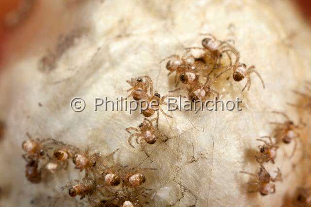 Araneidae_7632.JPG - France, Araneae, Araneidae, Araignée, Argiope frelon ou Epeire fasciée (Argiope bruennichi), bébés-araignées sur leur cocon, Wasp spider