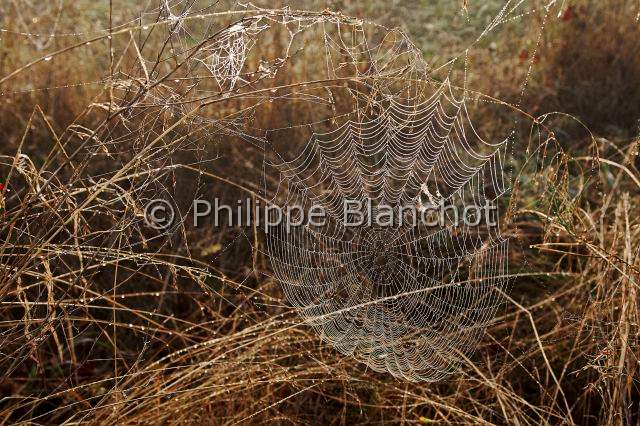 Araneidae_7690.JPG - France, Gers (32), Araneae, Araneidae, Epeire diadème, Araignée des jardins, Araignée porte-croix (Araneus diadematus),  Toile géométrique ou orbiculaire ornée de perles de rosée, European garden spider (Araneus diadematus), Spiral orb web with dewdrops