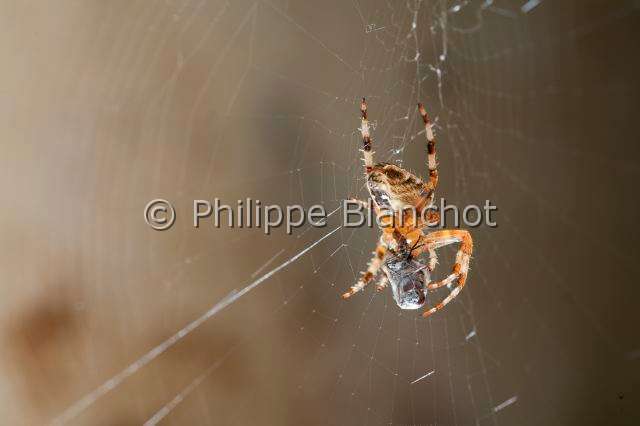 Araneidae_8399.JPG - France, Araneae, Araneidae, Epeire diadème, Araignée des jardins, Araignée porte-croix (Araneus diadematus) et sa proie,European garden spider