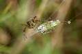 Araneidae_0336