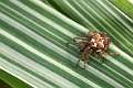 Araneidae_0606