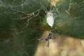 Araneidae_0858-3