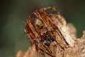 Araneidae_1103-2