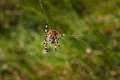 Araneidae_1541