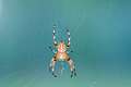 Araneidae_1953