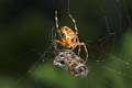 Araneidae_4580