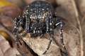 Araneidae_4766