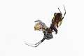 Araneidae_4776