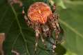 Araneidae_5058