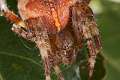 Araneidae_5067