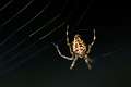 Araneidae_5341