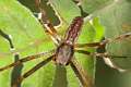 Araneidae_5630
