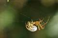 Araneidae_5724