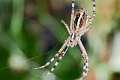 Araneidae_9975