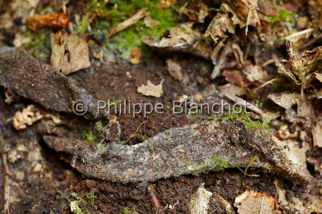 Atypidae_3547.JPG - France, Paris (75), Araneae, Mygalomorphae, Atypidae, Mygale à chaussette (Atypus affinis), tubes de soie épaisse sur le sol appelés Chaussettes, Purseweb spider, silken tubes on the ground called Socks, in "Portraits d'araignées" de Christine Rollard et Philippe Blanchot, ed. Quae