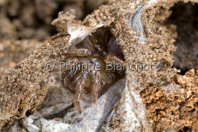 Atypidae_4316.JPG - France, Araneae, Mygalomorphae, Atypidae, Mygale à chaussette (Atypus affinis), Purse-Web Spider