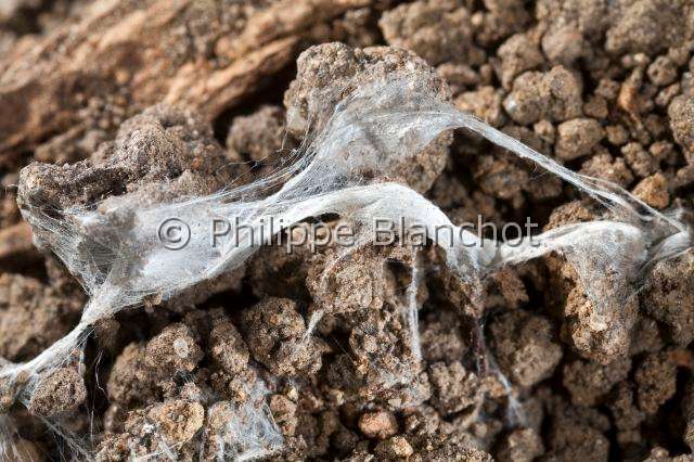 Atypidae_8504.JPG - France, Araneae, Mygalomorphae, Atypidae, Mygale à chaussette (Atypus affinis), toile, Purse-Web Spider (Atypus affinis), web