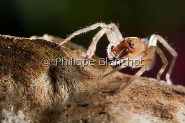 Clubionidae_3926.JPG - France, Araneae, Clubionidae, Araignée, Clubionide (Clubiona sp), jeune, Sac-spider, in "Portraits d'araignées" de Christine Rollard et Philippe Blanchot, ed. Quae