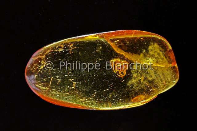 Collection-araignees_2270.JPG - France, Paris (75), Museum national d'Histoire naturelle, Laboratoire d'arachnologie, Araignée (2 mm) dans l'Ambre jaune de la mer Baltique, Ere tertiaire, époque Eocène supérieur, soit il y a environ 35 millions d'années, Spider (2 mm) in Yellow amber from the Baltic Sea, Tertiary Era, Upper Eocene epoch, estimated at 35 million years ago, in "Portraits d'araignées" de Christine Rollard et Philippe Blanchot, ed. Quae